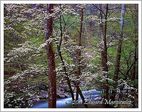 450756 Dogwoods along the Little River